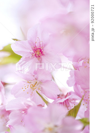 満開のカワヅザクラ(河津桜)の花が咲いています。 満開のカワヅザクラ(河津桜)の花が咲いています。 92000721