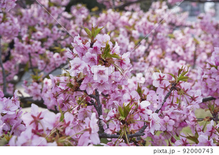 満開のカワヅザクラ（河津桜）の花が咲いています。 92000743