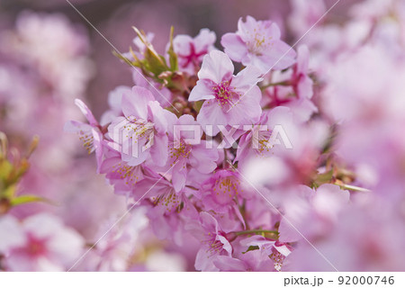 満開のカワヅザクラ（河津桜）の花が咲いています。 92000746