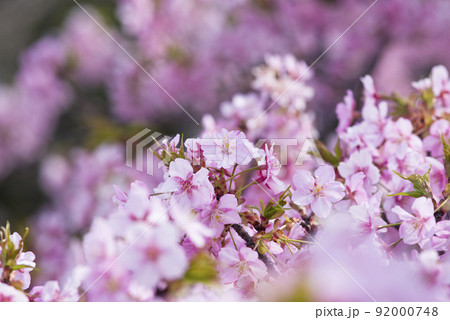満開のカワヅザクラ（河津桜）の花が咲いています。 92000748