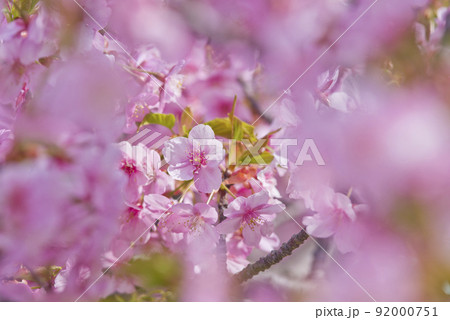 満開のカワヅザクラ（河津桜）の花が咲いています。 92000751