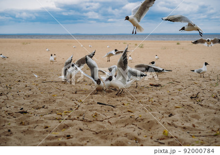 flock of sea gulls flying fighting for food on beach by the sea flock of sea gulls flying fighting for food on beach by the sea 92000784