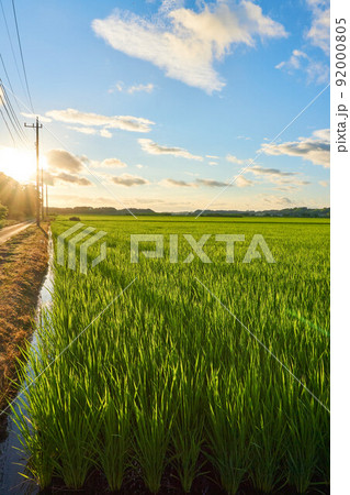 田園の夕日 佐倉ラベンダーランド 田園の夕日 佐倉ラベンダーランド 92000805