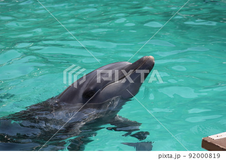 飼育プールから顔を出すイルカのいる水族館の風景 92000819