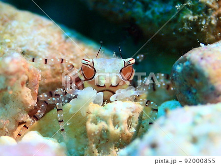 ディズニー映画の悪キャラに出てきそうな顔をしてるキンチャクガニ（笑） 92000855