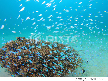 チーム・デバスズメダイ！ 92000856