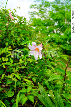 大朝日岳の姫小百合 大朝日岳の姫小百合 92001530