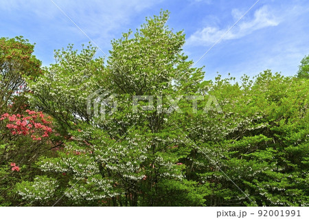 那須高原八幡のつつじ群生地に咲くドウダンツツジとヤマツツジの花 那須高原八幡のつつじ群生地に咲くドウダンツツジとヤマツツジの花 92001991