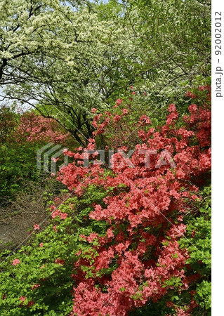 那須高原八幡のつつじ群生地に咲くズミとヤマツツジの花 那須高原八幡のつつじ群生地に咲くズミとヤマツツジの花 92002012