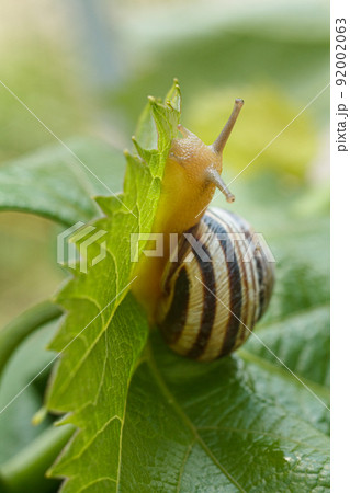 Close-up view of snail on green leaf. Close-up view of snail on green leaf. 92002063