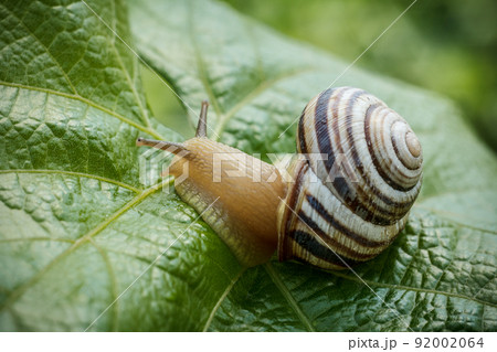 Close-up view of snail on green leaf. 92002064