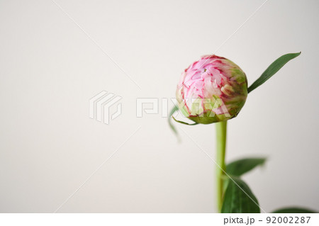 家の中で飾る、季節の花シャクヤク 家の中で飾る、季節の花シャクヤク 92002287