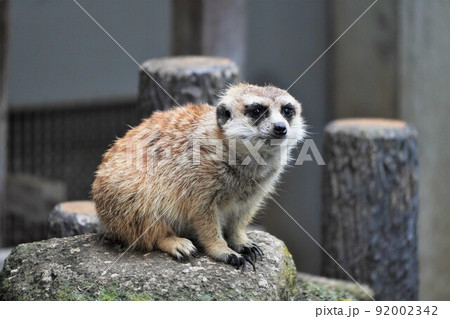 ミーアキャット　市川市動植物園 92002342