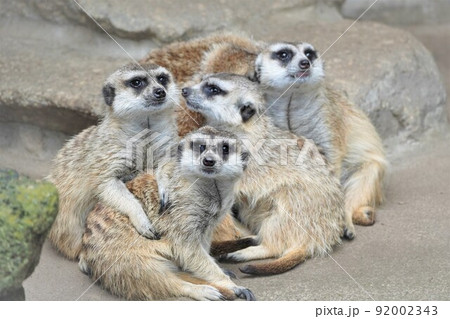 ミーアキャットファミリー　市川市動植物園 92002343