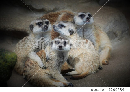 ミーアキャットファミリー　市川市動植物園 92002344