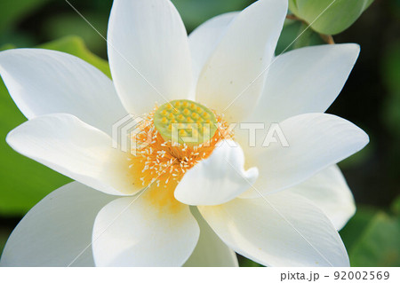 白い蓮の花 白い蓮の花 92002569