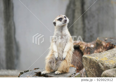切り株の上に立ち座りするミーアキャット 市川市動植物園 切り株の上に立ち座りするミーアキャット 市川市動植物園 92002912