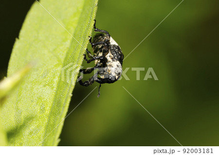オジロアシナガゾウムシ オジロアシナガゾウムシ 92003181