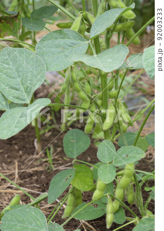 枝豆　 大豆　 92003233