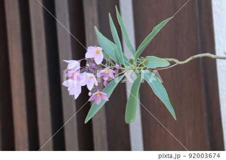 薄ピンクと紫の花びらのツルハナナスの花と緑の葉の枝が家の前にのびている風景 92003674