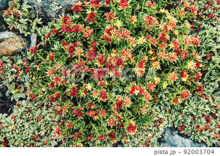Rhodiola rosea unique rare plant with strong healing effect in Altai mountains. Flowering apothecary plant in highlands 92003704