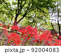 彼岸花 92004083