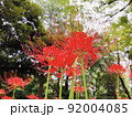 彼岸花 92004085
