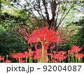 彼岸花 92004087
