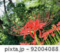 彼岸花 92004088
