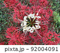 白と赤の彼岸花 92004091
