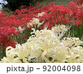 白と赤の彼岸花 92004098