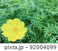レモンフラワー 92004099