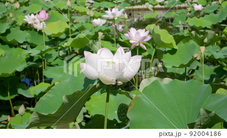 満開のハスの花 92004186