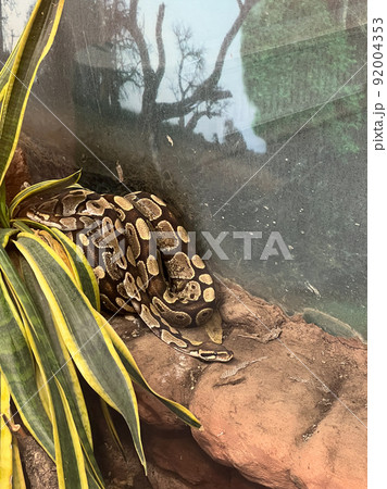 Large boa constrictor sleeps in an aviary behind glass 92004353