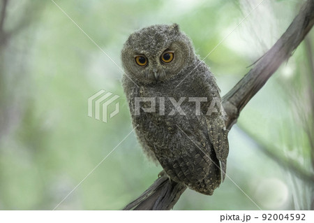 木の枝でたたずむオオコノハズクの子供 木の枝でたたずむオオコノハズクの子供 92004592