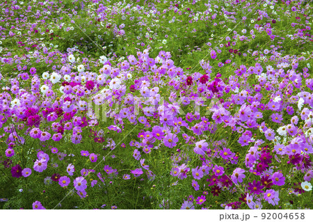 秋 秋の花 季節 92004658