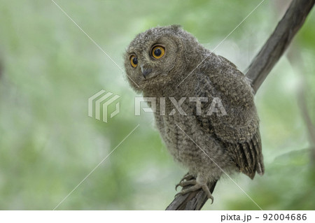 木の枝でたたずむオオコノハズクの子供 92004686