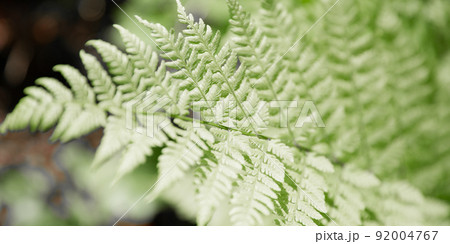 Beautiful fern leaf texture in nature. Natural floral ferns background. Fern leaves Closeup. Fern plants in forest. Green ferns nature concept or banner. Decorative foliage. Forest postcard. Beautiful fern leaf texture in nature. Natural floral ferns background. Fern leaves Closeup. Fern plants in forest. Green ferns nature concept or banner. Decorative foliage. Forest postcard. 92004767