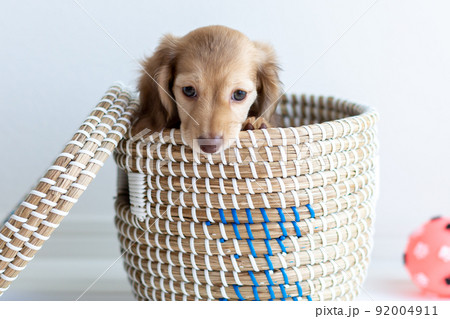 仔犬　カニンヘンダックスフンド 92004911