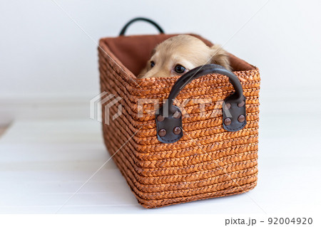 仔犬　カニンヘンダックスフンド 92004920