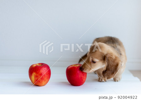 仔犬　カニンヘンダックスフンド 92004922