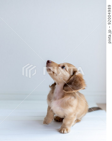 仔犬　カニンヘンダックスフンド 92004989