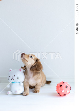 仔犬　カニンヘンダックスフンド 92004994