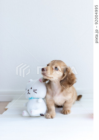 仔犬　カニンヘンダックスフンド 92004995