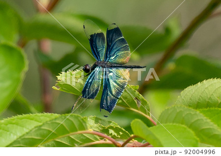 輝くチョウトンボ 輝くチョウトンボ 92004996