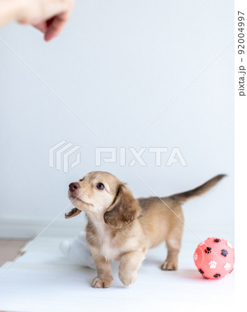 仔犬 カニンヘンダックスフンド 仔犬 カニンヘンダックスフンド 92004997