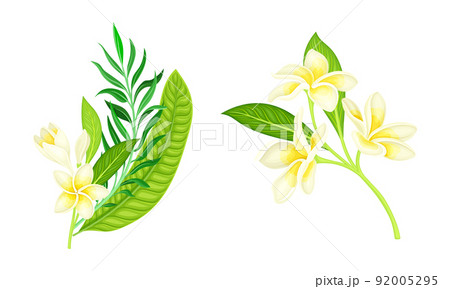 Tropical plants set. Palm leaves and blossoming twig of frangipani tree cartoon vector illustration 92005295