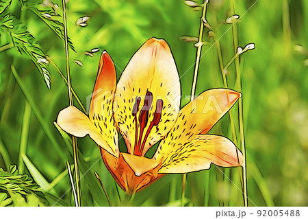 パステル調 ”満開の花 エゾスカシユリ” イラストイメージ パステル調 ”満開の花 エゾスカシユリ” イラストイメージ 92005488