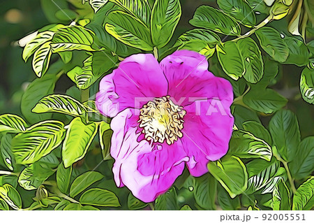 パステル調 ”満開の花 ハマナス” イラストイメージ パステル調 ”満開の花 ハマナス” イラストイメージ 92005551