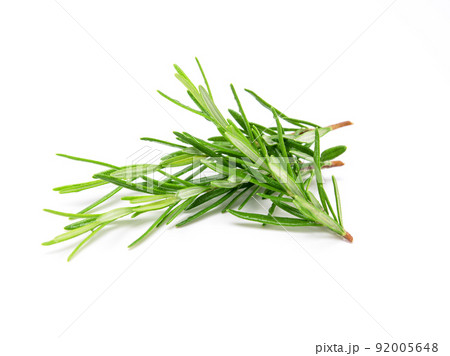 Rosemary sprig isolated on white background. Aromatic evergreen shrub 92005648